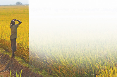 中国援助布隆迪杂交水稻刷新非洲记录,赢得当地民众信任(图3)