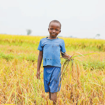 中国援助布隆迪杂交水稻刷新非洲记录,赢得当地民众信任(图2)