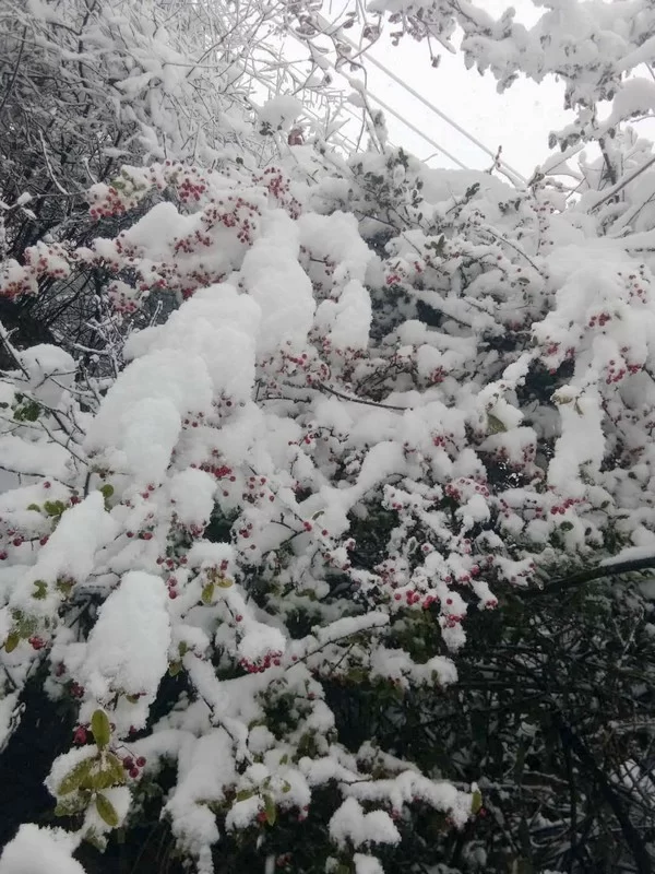 龙顺:在风雪中屹立(图1) 龙顺:在风雪中屹立(图1)