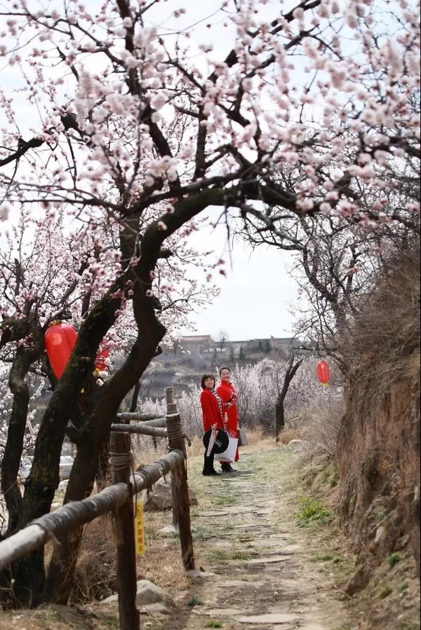 山西运城市2020“花开河东 乐游运城” 美丽乡村百花节启动(图4) 山西运城市2020“花开河东 乐游运城” 美丽乡村百花节启动(图4)