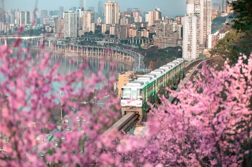 500公里+!重庆建成世界规模最大山地城市轨道交通网(图3) 穿越花海的重庆轨道交通2号线。龚梦源摄
